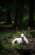 Albino deer in autumn woods
